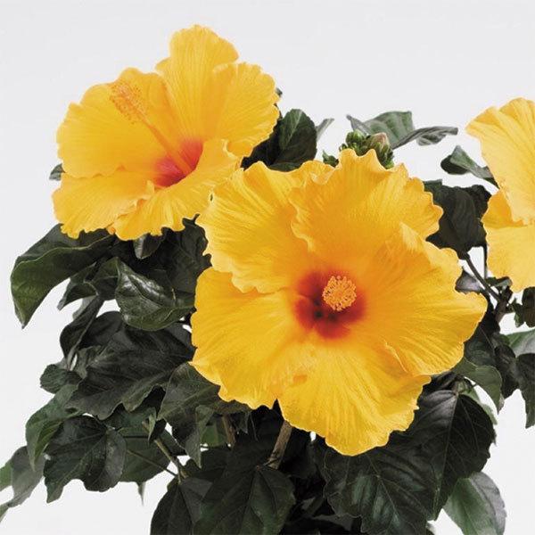 草花の苗 21年5月中下旬予約 ハイビスカス ロングライフ アテナ 5号鉢植え 園芸ネット 予約専用サイト 通販 Yahoo ショッピング
