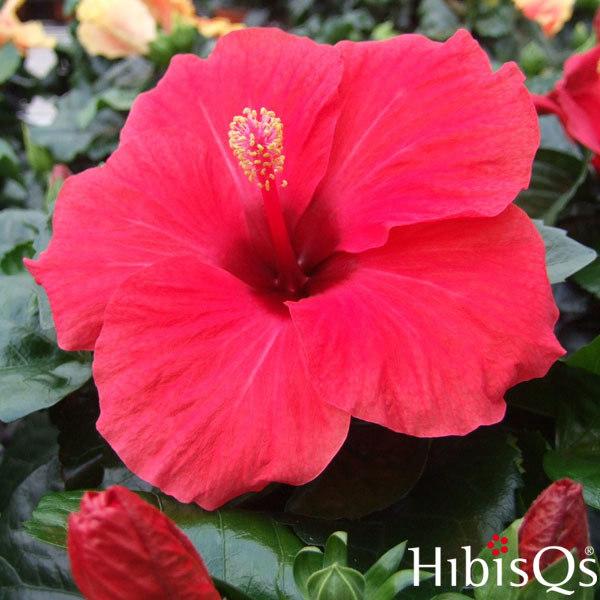 草花の苗 21年5月中下旬予約 ハイビスカス ロングライフ アリオン 5号鉢植え 園芸ネット 予約専用サイト 通販 Yahoo ショッピング