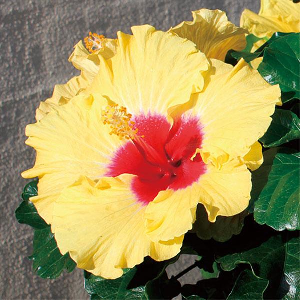 草花の苗 21年6月中下旬予約 ハイビスカス ロングライフ ボレアスイエロー 5号鉢植え 1750 園芸ネット 予約専用サイト 通販 Yahoo ショッピング