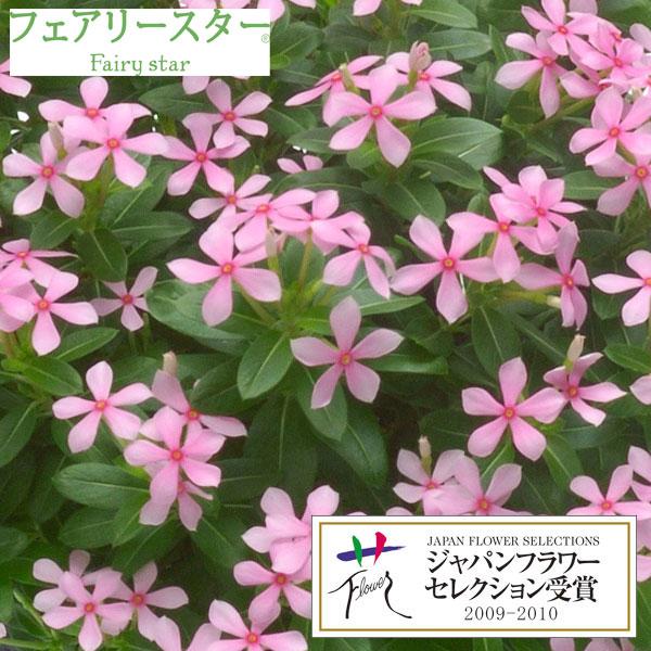 草花の苗 21年5月中下旬予約 ニチニチソウ フェアリースターミルキーピンク3号ポット R 園芸ネット 予約専用サイト 通販 Yahoo ショッピング