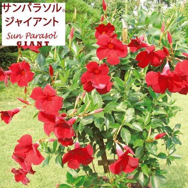 草花の苗 22年4月下旬予約 マンデビラ サンパラソルジャイアントクリムゾンキング3 5号ポット 株セット R 送料無料 園芸ネット 予約専用サイト 通販 Yahoo ショッピング
