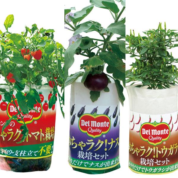 水やりだけで果実ができる栽培セットです。支柱不要、小スペースで栽培できるので初心者の方にもおすすめです。※詳しい商品説明は下のほうに記載があります