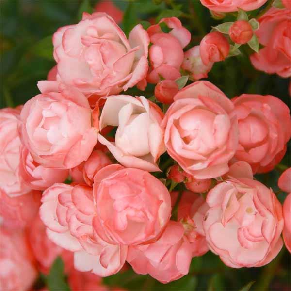 バラの苗 バラの新苗予約 第二弾 ミニバラ マルゴコスター新苗 園芸ネット 予約専用サイト 通販 Yahoo ショッピング