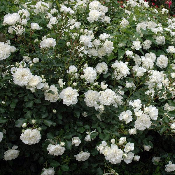 バラの苗 バラの新苗予約 第二弾 シュラブローズ ホワイトメイディランド新苗 園芸ネット 予約専用サイト 通販 Yahoo ショッピング
