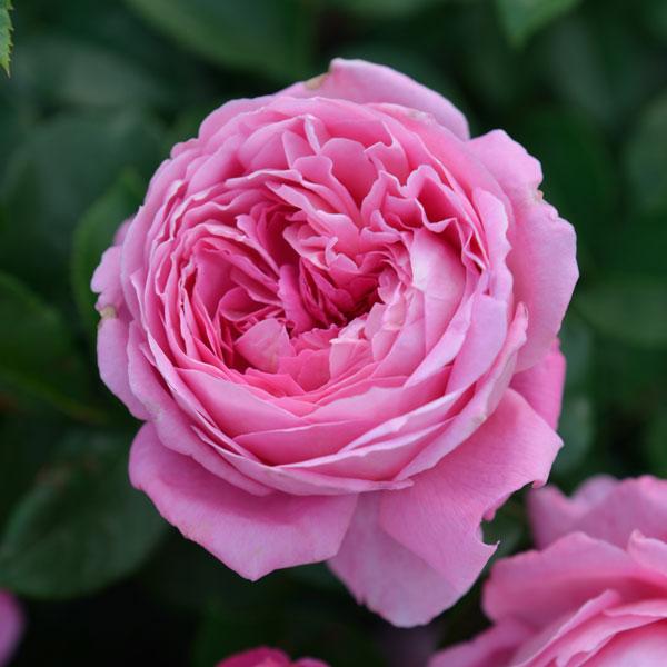 バラの苗 バラの新苗予約 第二弾 デルバールローズ フラゴナール新苗4号鉢植え 園芸ネット 予約専用サイト 通販 Yahoo ショッピング