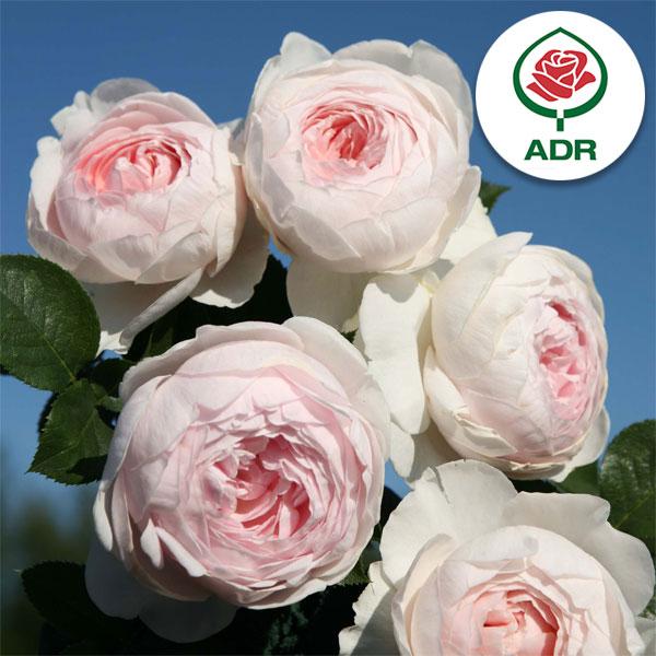 バラの苗 バラの新苗予約 第二弾 つるバラ クリスティアーナ新苗 園芸ネット 予約専用サイト 通販 Yahoo ショッピング