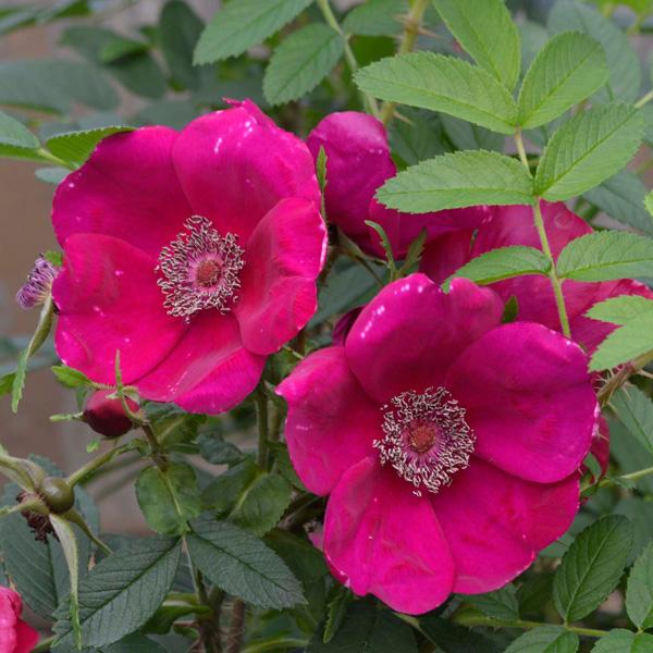 バラの苗 22年5月中下旬予約 ハマナス バラ シビュラ新苗 送料無料 園芸ネット 予約専用サイト 通販 Yahoo ショッピング