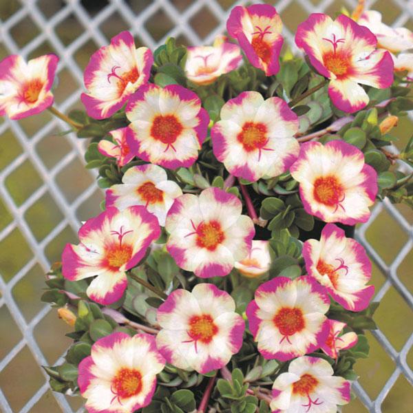 草花の苗 22年6月中下旬予約 ポーチュラカ 夏チュラカ ピンクフレンチ3号ポット 24株セット 送料無料 園芸ネット 予約専用サイト 通販 Yahoo ショッピング