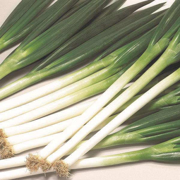 野菜の苗 22年9月中下旬予約 春収穫長ネギ 春扇 4連カットパック2株パックy 野菜苗 園芸ネット 予約専用サイト 通販 Yahoo ショッピング