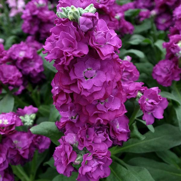 草花の苗 21年9月中下旬予約 ストック ベイビー パープル3 5号ポット 2株セットy 園芸ネット 予約専用サイト 通販 Yahoo ショッピング