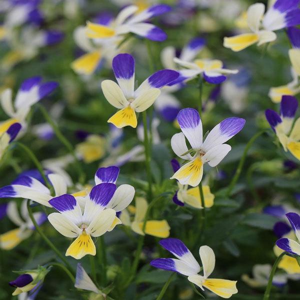 草花の苗 21年10月中下旬予約 Mskガーデンビオラ 極小輪ビオラ フルーレット インディゴブルーラビット3号24株セット 送料無料 園芸ネット 予約専用サイト 通販 Yahoo ショッピング