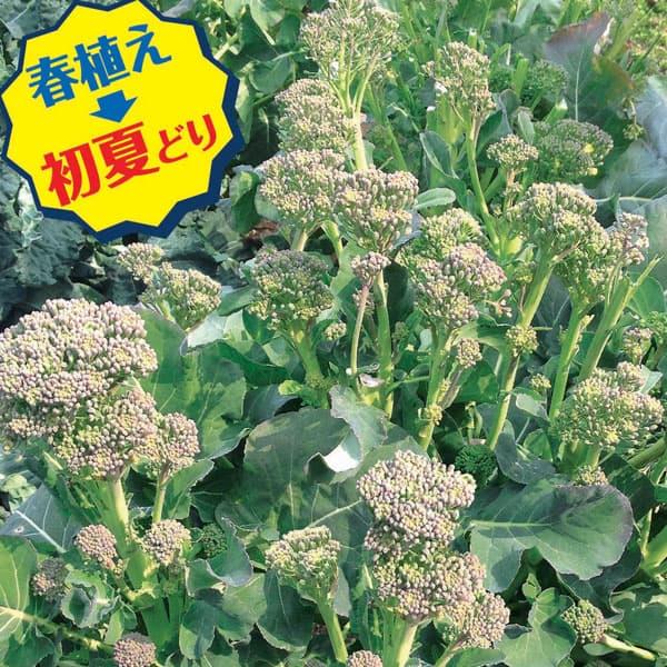ブロッコリーとカイランの組み合わせで高温適応性を高め、「すずなりブロッコリー（R）」の多分枝性を取り入れた品種です。早春植え、初夏どりタイプ。※詳しい商品説明は下のほうに記載があります
