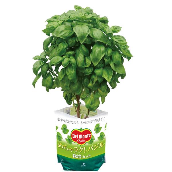 さわやかな香りのスイートバジルができます。かんたん栽培セット！デルモンテのめちゃラク！バジル栽培セットです。すてられる素材の培養土（1.5L）にバジルの苗を植え込んである、より小スペースで簡単に栽培できるセットです。土に肥料が含まれているの...