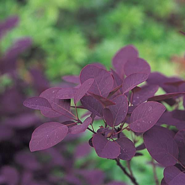 花木 庭木の苗/25年10月中下旬予約 スモークツリー：ロイヤル