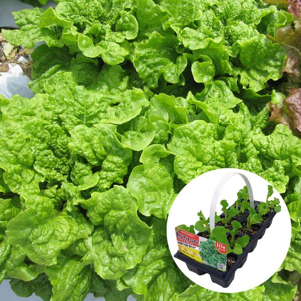 リーフレタス（結球しないレタス）・デニーズは短期間で生育するおいしい摘み取りレタスです。肉厚でやわらかく、葉の波打ちが少ないので焼肉などを巻いて食べるのに最適です。パックを1株ずつに切り離して、プランターや畑に植えつけてください。成長するに...