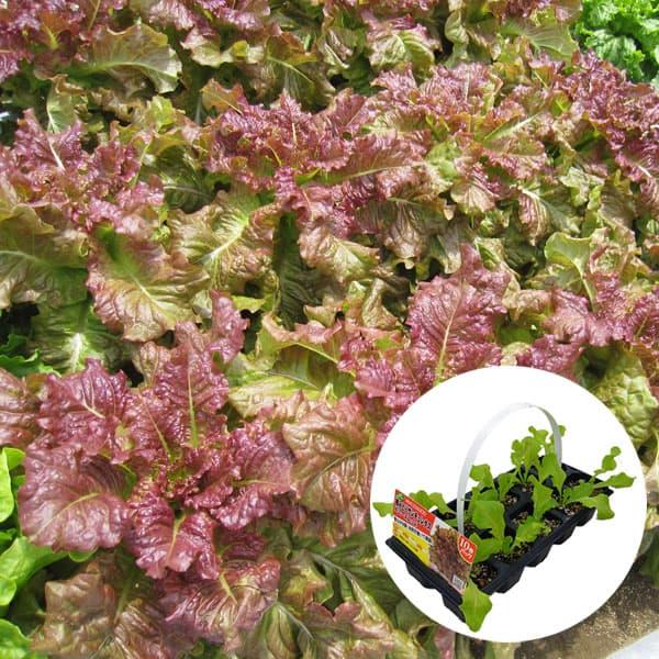 リーフレタス（結球しないレタス）・デニーズは短期間で生育するおいしい摘み取りレタスです。肉厚でやわらかく、葉の波打ちが少ないので焼肉などを巻いて食べるのに最適です。パックを1株ずつに切り離して、プランターや畑に植えつけてください。成長するに...