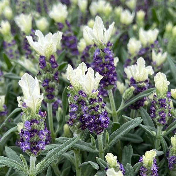 ハーブの苗 26年3月中下旬予約 フレンチラベンダー ホワイトサマー3