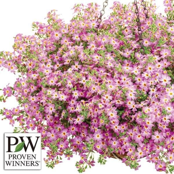 まり藻と花 草花の苗 26年4月上旬予約 ジャメスブリタニア サファリ モーブスカイ3