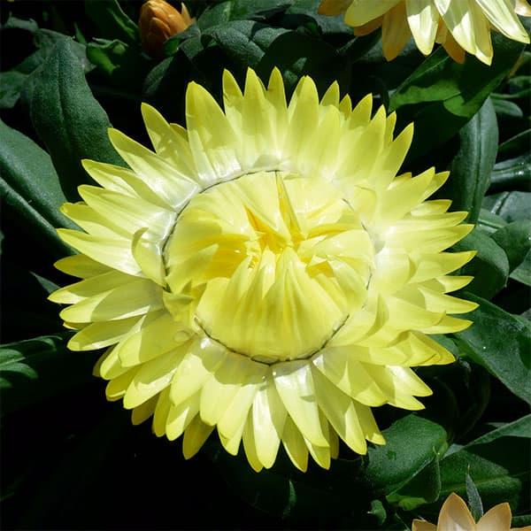 草花の苗 26年3月中下旬予約 ヘリクリサム コロロジャンボ イエロー3.5