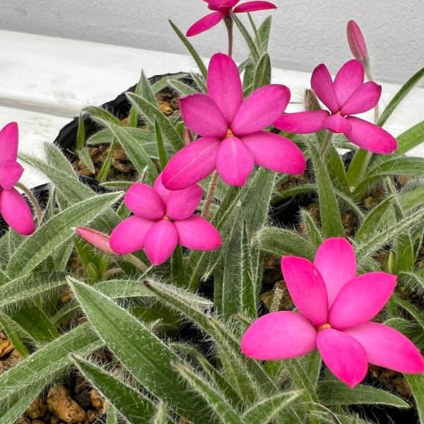 さくら餅は、平園芸さんオリジナルのグラデーション咲きのアッツ桜。かわいらしい花をたくさん咲かせるアッツ桜（ロドヒポキシス）。鉢植え、庭植え、ロックガーデンなどにも最適な花です。※詳しい商品説明は下のほうに記載があります