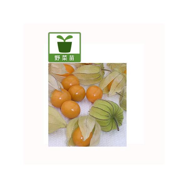 スウィートミニより少し実が大きく、あっさりとした甘味！ほうずきトマトとも呼ばれるフルーツ。ワイ性の品種ですので、立ち性品種に比べコンパクトで簡単に栽培できます。※詳しい商品説明は下のほうに記載があります