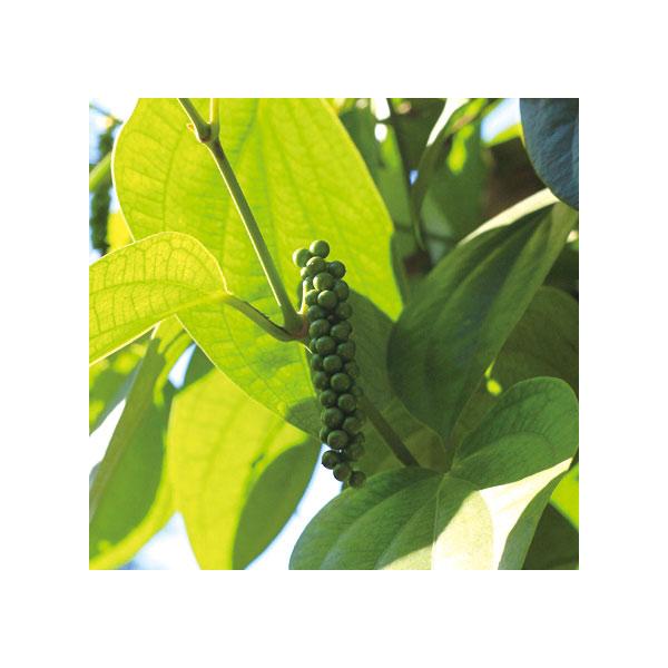 世界で愛される香辛料、コショウの苗です！！胡椒は熱帯性の常緑ツル植物です。成長するとブドウの房のような実をつけます。実は未熟の時は緑色、熟してくると赤くなります。熟していない緑色の実を果皮ごと天日に干すと「黒胡椒」となります。また、赤く熟し...