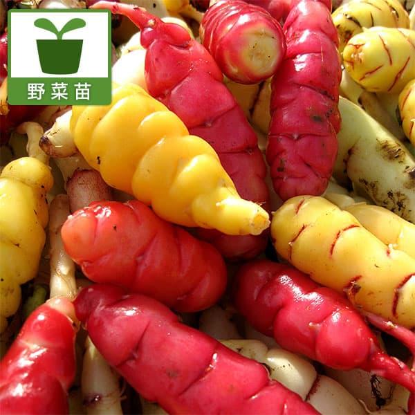 オカイモ（オカ・Oca）はアンデス地方で古くから栽培されてきた、栄養価の高い作物。ジャガイモに続く栄養満点の万能野菜と言われています。カルシウムや炭水化物、鉄分が豊富です。肥大した球根（芋）を収穫します。天日干しにすると非常に甘みが増し、お...