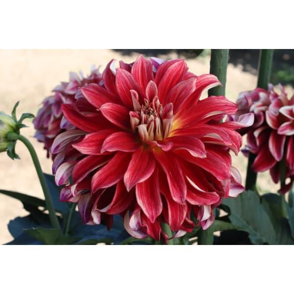 球根 26年3月中下旬予約 ダリアの球根 （大輪）残照1球 : 園芸ネット