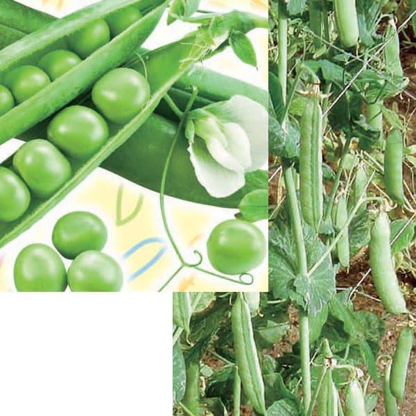超極早生の豊産種です。草丈1.8ｍ程度で20節以上莢が1花房に2莢ずつ、すずなりにつく豊作種。鮮やかな緑でふっくら丸い豆で甘みが強く、豆ご飯や卵とじ、サラダなどで美味しくいただけます。※詳しい商品説明は下のほうに記載があります