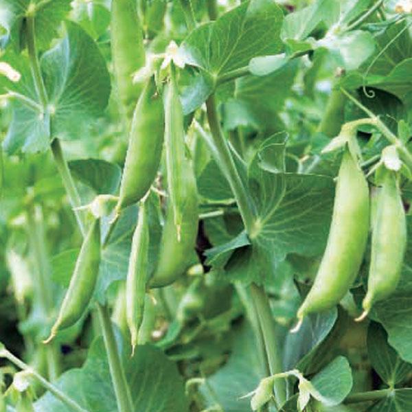 草丈はやや高く、肉厚で豊産性に優れた中莢タイプのスナップエンドウです。極早生で12-13節位から着莢し始め、その後一花房に2花づつ安定して着き、莢も2つづつ着生します。少し反りのあるやや太めの肉厚莢が長期間楽しめます。※詳しい商品説明は下の...