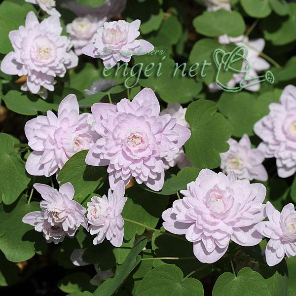 梅花カラマツの名の通り、花が梅の花に、葉がカラマツソウに似ています。春咲山野草の中でもひときわ人気の高い種です。北アメリカ生まれとは思えないほどの、和風情緒あふれる草姿からわれわれ日本人の心をしっかりととらえてはなしません。丈夫でたいへん育...