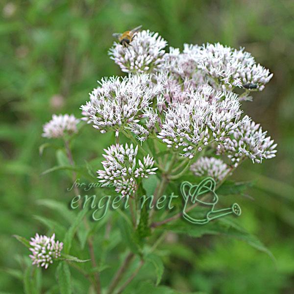 ヒヨドリバナはフジバカマの近縁種。ヒヨドリの鳴く頃に花が咲くため、この名前がついたとも言われています。蕾はピンク色で、咲くとほんのりピンク〜白色になります。アサギマダラなどの蝶が好む花です。※詳しい商品説明は下のほうに記載があります