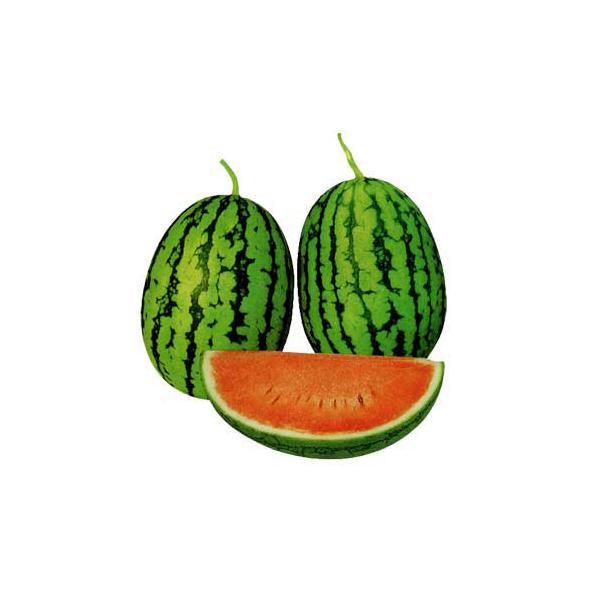 ラグビーバルーンは１.７〜２.０kgの楕円形で、糖度が高く果皮が非常に薄い品種です。植え付け後60日くらいで収穫できる早生タイプです。※詳しい商品説明は下のほうに記載があります