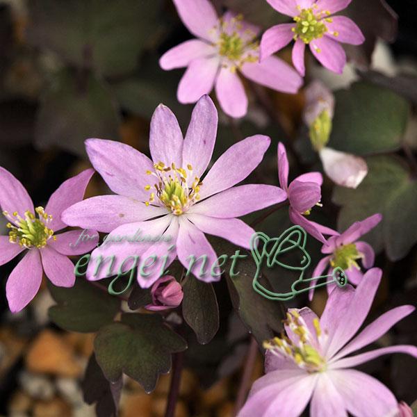 梅花カラマツの名の通り、花が梅の花に、葉がカラマツソウに似ています。春咲山野草の中でもひときわ人気の高い種です。北アメリカ生まれとは思えないほどの、和風情緒あふれる草姿からわれわれ日本人の心をしっかりととらえてはなしません。丈夫でたいへん育...