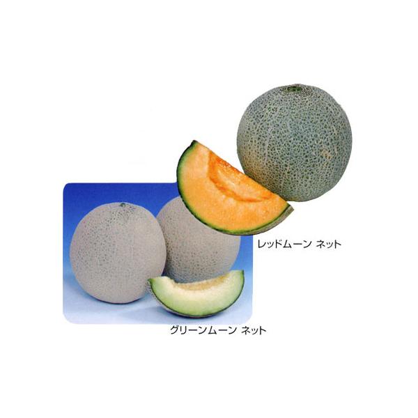 甘さの安定した作りやすいネットメロンの苗！レッドムーンネットは家庭園芸に適する支柱不要の這作りタイプの高級赤肉ネットメロンです。肉質は緻密で日持ちよく、糖度は平均15度、果重は1.5kg前後で収穫は着果後約55日、その後5日ほどの追熟で食味...