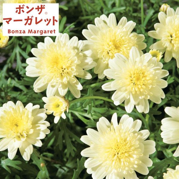 草花の苗 21年10月中下旬予約 ボンザマーガレット レモンイエロー3 5号ポット R 園芸ネット 予約専用サイト 通販 Yahoo ショッピング