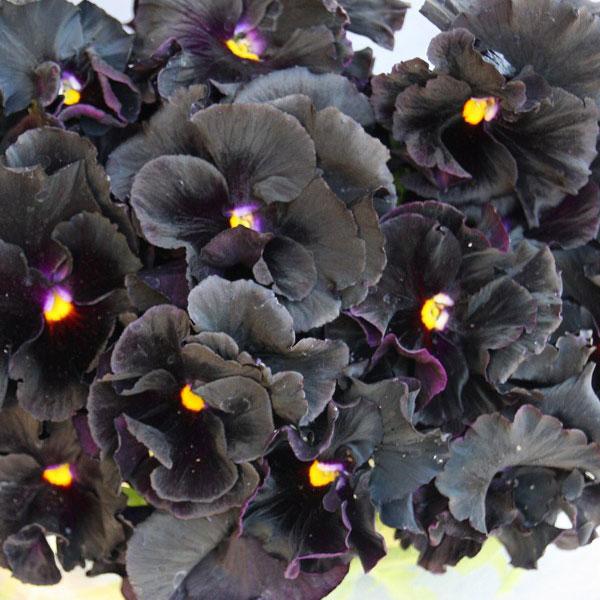 草花の苗 年11月中下旬予約 パンジー ムーランフリルネロ3 5号ポット 園芸ネット 予約専用サイト 通販 Yahoo ショッピング