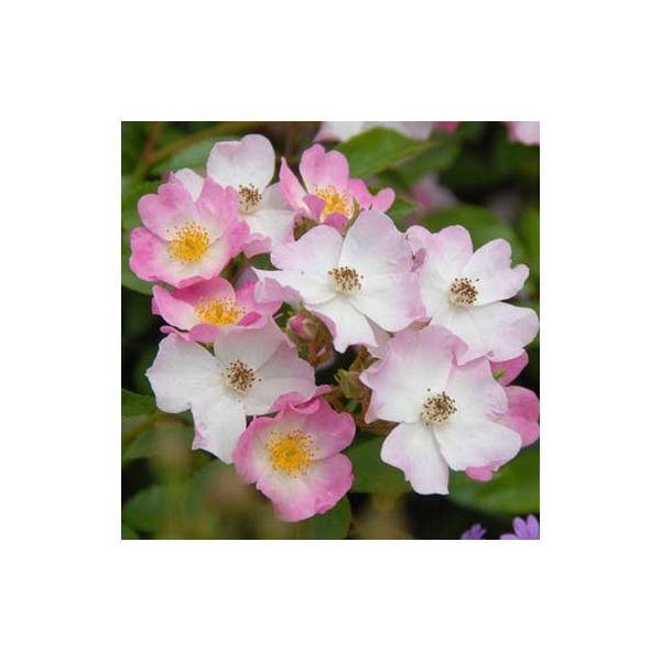 バラの苗 送料無料 バラ行燈予約 つるバラ バレリーナ8号大型アンドン仕立て Www Mohmmadiyon Com