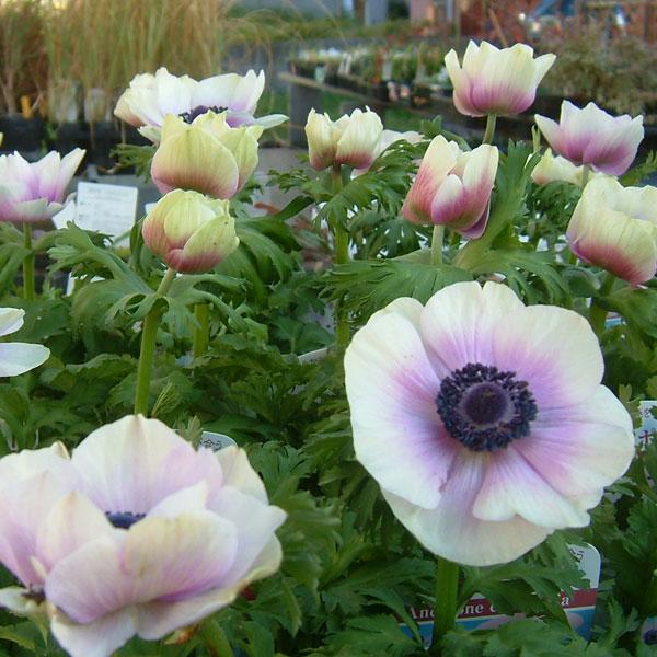 草花の苗 年11月中下旬予約 アネモネ ポルト パール3 5号ポット12株セット 園芸ネット 予約専用サイト 通販 Yahoo ショッピング