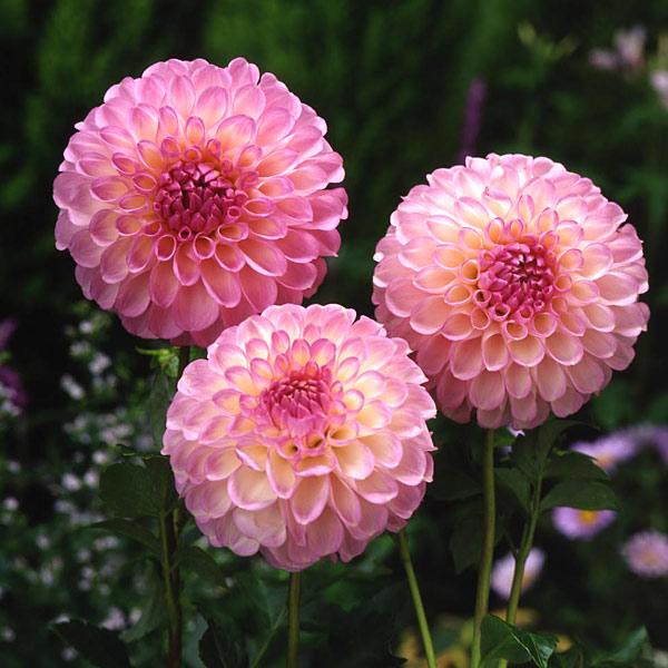 球根 26年3月中下旬予約 ダリア シニアボール1球入り : 園芸ネット