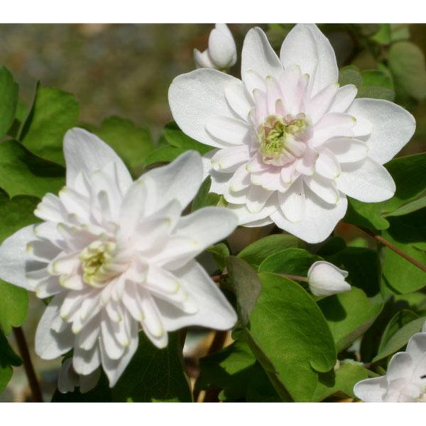 その名の通り、花が梅の花に、葉がカラマツソウに似ています。春咲山野草の中でもひときわ人気の高い種です。北アメリカ生まれとは思えないほどの、和風情緒あふれる草姿からわれわれ日本人の心をしっかりととらえてはなしません。丈夫でたいへん育てやすいの...