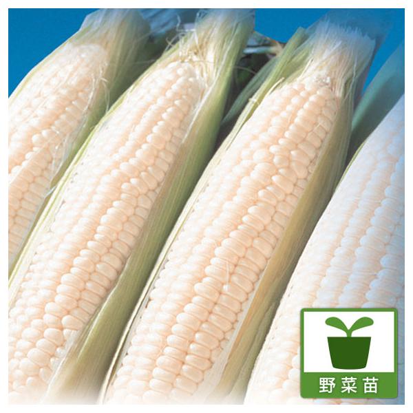 超甘くて、超おいしい！トウモロコシの最高峰。フルーツホワイトコーン・ピュアホワイト。幻の白いとうもろこしです。新鮮もぎたては糖度17〜18度。新鮮もぎたてはメロン並みの甘さ！！生で食べてもクリーミーなミルクの様な甘さ！シャリシャリとした食感...
