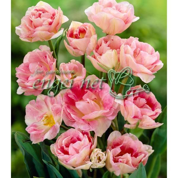 球根 21年10月中下旬予約 八重咲きチューリップ アンジェリケ5球入り 933 園芸ネット 予約専用サイト 通販 Yahoo ショッピング