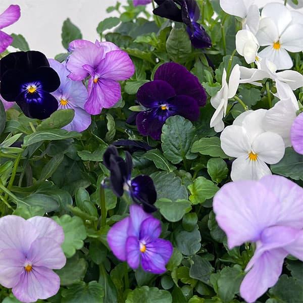 草花の苗 21年10月中下旬予約 ビオラ スイーツミックス ベリーのチーズケーキ4号ポット 園芸ネット 予約専用サイト 通販 Yahoo ショッピング