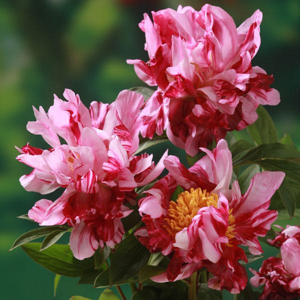 芍薬 苗の価格と最安値 おすすめ通販を激安で