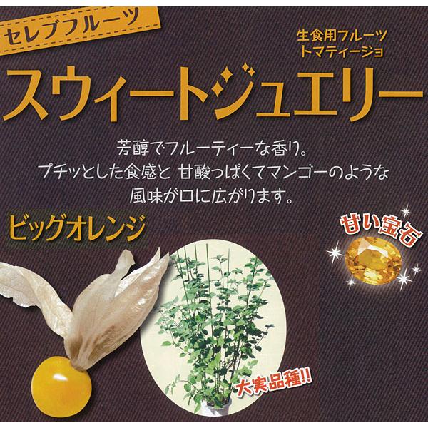 セレブフルーツ、スウィートジュェリー、ビッグオレンジ。芳醇でフルーティーな香り、プチッとした食感と甘酸っぱくてマンゴーのような風味が口に広がります。立性品種なので収穫量も多く長期間収穫可能です。実が大きく食べごたえありの甘味品種です。※詳し...