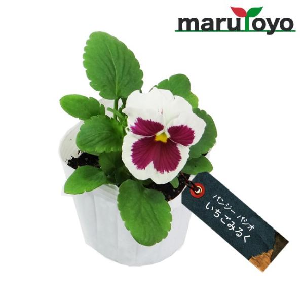 マルトヨの苗 パンジー パシオ いちごみるく 9cmポット苗 花 家庭菜園 初心者 趣味 ガーデニング キッチン 菜園 Buyee Servicio De Proxy Japones Buyee Compra En Japon