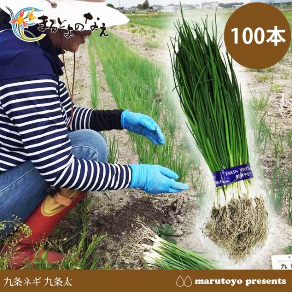 京都府産 九条ねぎ苗 1000本　農家直送　無農薬 京都府産 九条ねぎ苗 1000本 農家直送 無農薬