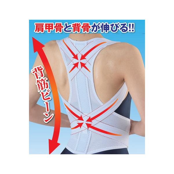 ng[i[ďC nw؃xg np琶܂ꂽw؃xg