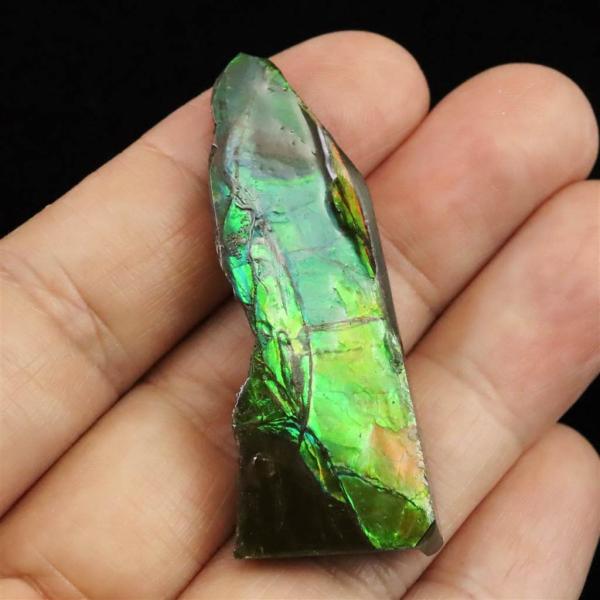 Amazon | ロシア産 アンモナイト パイライト 化石 70mm 36.9g 【榎本